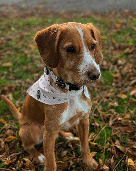 Terra Way Bandana - Blue