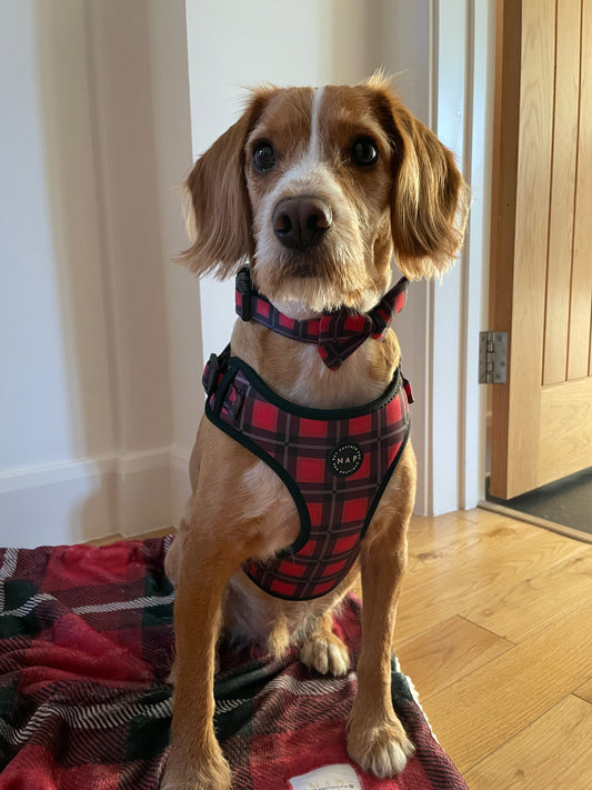 Pawfect Plaid Collar